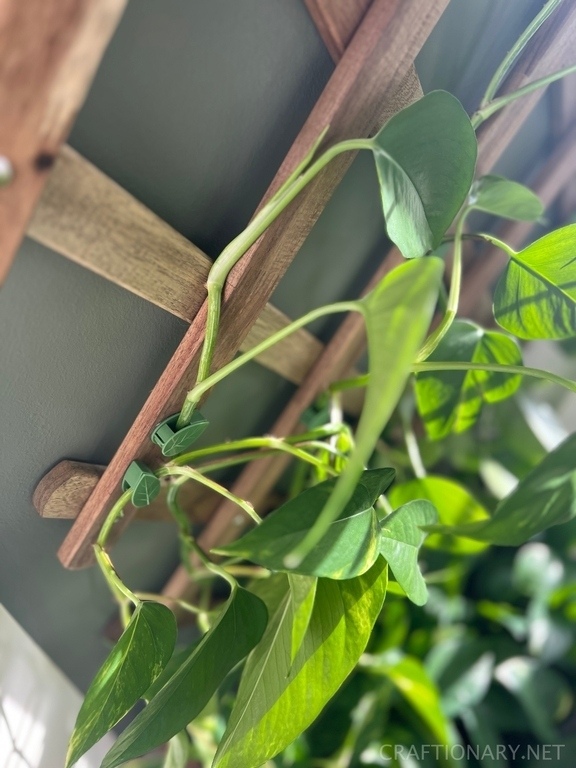 self-adhesive-leaf-shaped-plant-clips-for-climbing-vines-to-hook-to-trellis