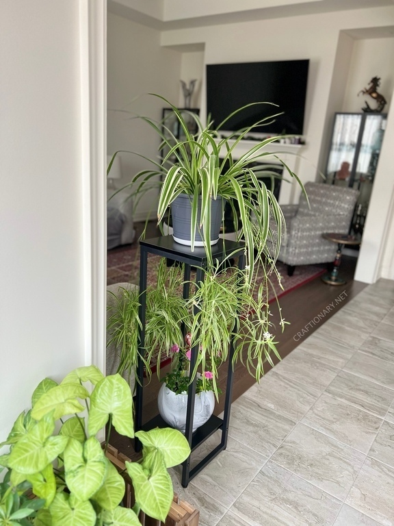 spider-plant-stand-in-modern-living-room