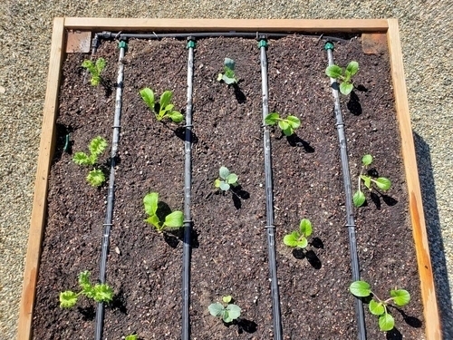 how-to-install-drip-irrigation-raised-garden-beds-drip-tape-feature-1