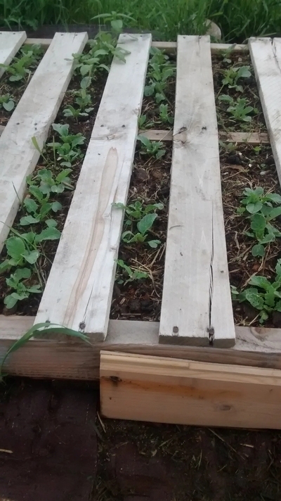 pallet-repurposed-raised-garden-beds-for-herbs-and-vegetables