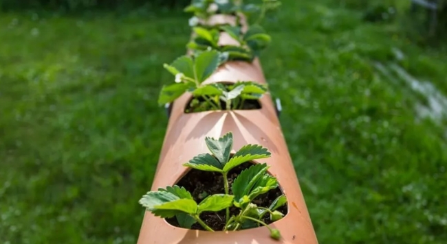 strawberries-in-a-horizontal-pvc-pipe