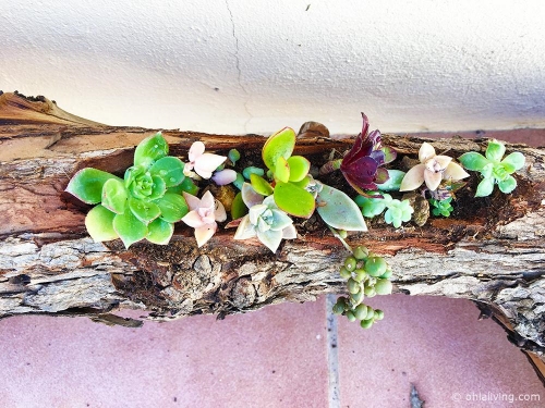 Log-Planter-for-Succulents