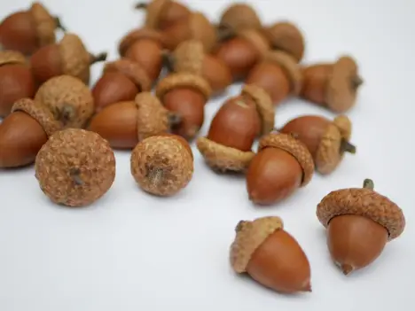 acorns-naturaldried-oak-tree-acorns-with