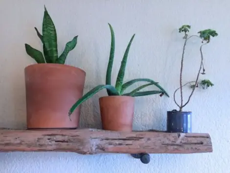 diy-floating-driftwood-shelf