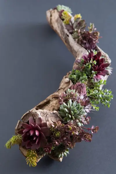 driftwood-succulent-planter