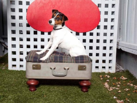 how-to-make-a-vintage-suitcase-pet-bed