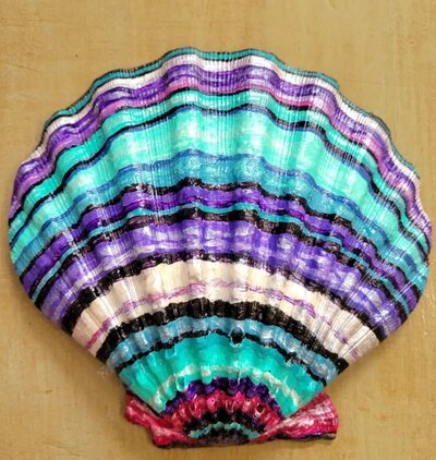 Large-Colourful-Seashell