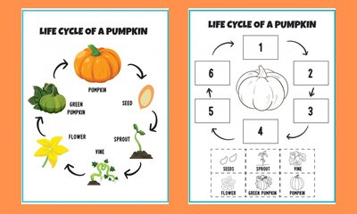 Life-cycle-of-a-pumpkin-printable-worksheet