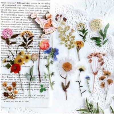 20-pcs-clear-pet-pressed-flower-plastic