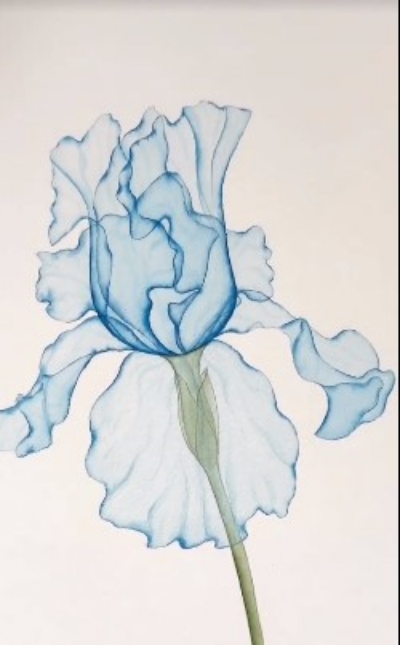 Blue Transparent Watercolor Flowers
