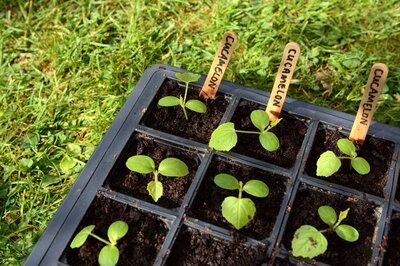 DIY-seed-starter-greenhouse
