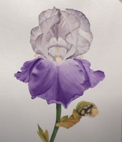Gorgeous Iris