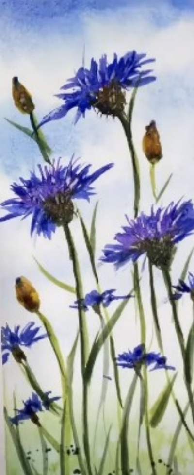 Unique Cornflowers and Buds