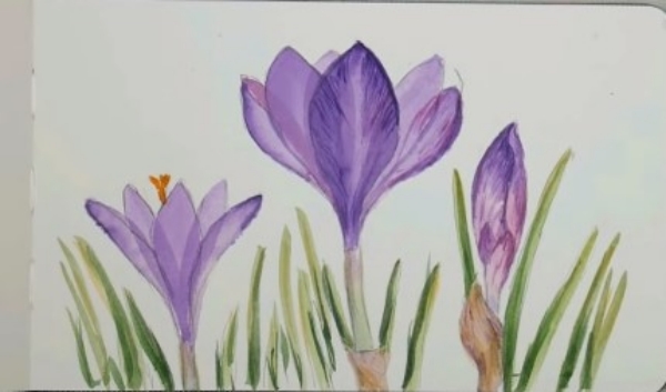 Quick Crocuses flowers