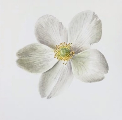 White Anemone Painting