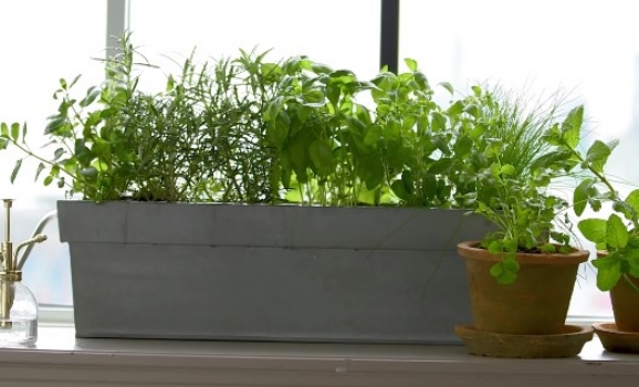 Kitchen Windowsill Herbs
