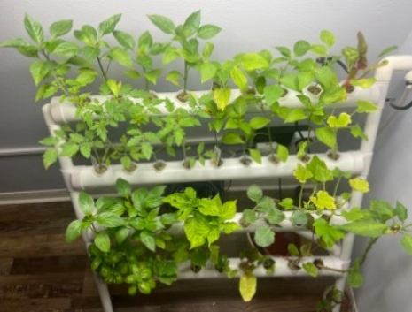 LED Lit hydroponics Indoor Herb System