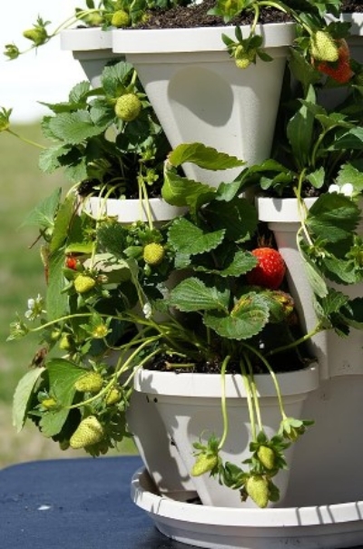 Tier-Stackable-Garden-Strawberries-Succulents
