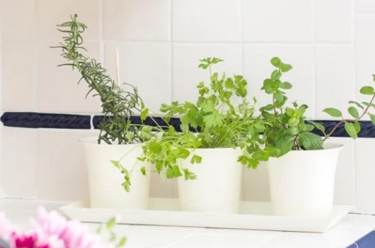 fresh-herbs-in-the-kitchen