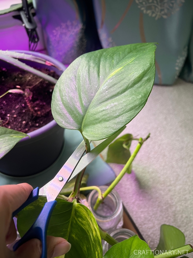 how-to-make-and-draw-leaf-shape