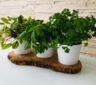 pot-herb-station-on-an-olive-wood-base