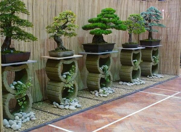 Bonsai-Trees