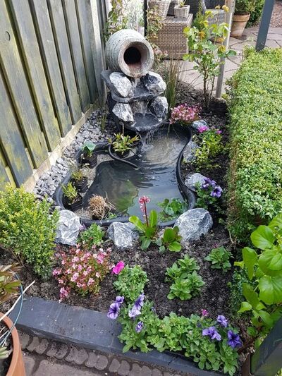 Koi-Pond