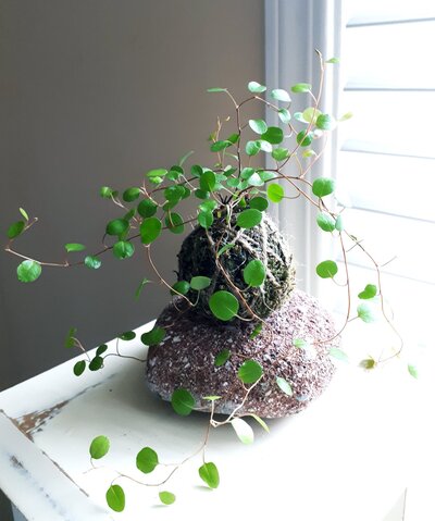 Learn-how-to-make-a-Kokedama-Plant-or-buy-one
