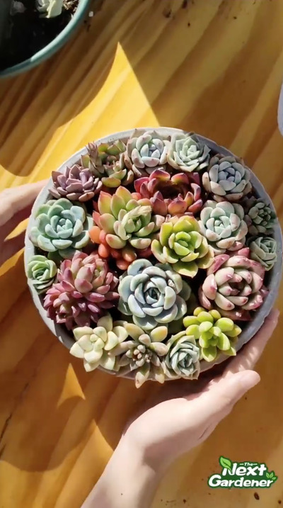 Succulent- Arrangements