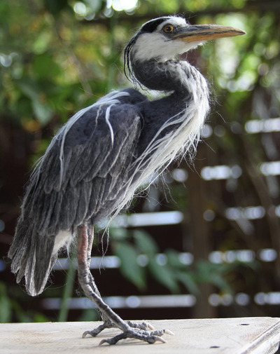 Needle-felting-Elegant-Blue-Heron