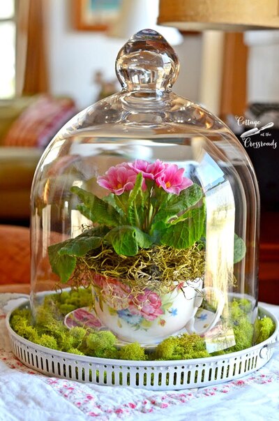 terrarium-in-a-teacup-glass-cloche