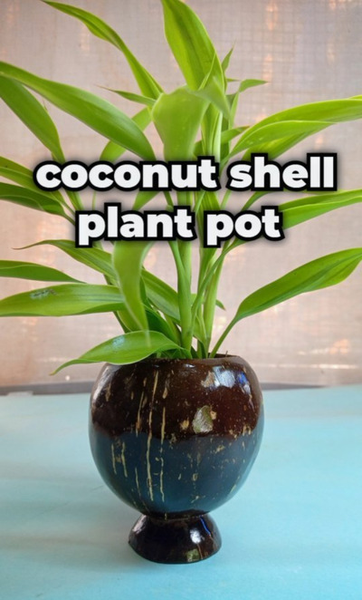 coconut-shell-craft-idea-pot-planter