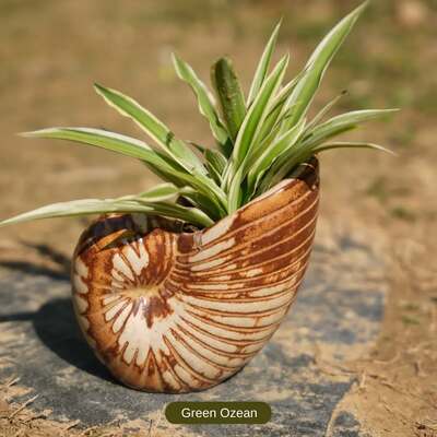 snail-shell-craft-idea-air-plants-holders