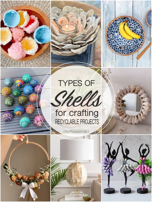types-of-shell-for-craft-ideas-recyclable