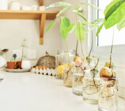 Avocado-Pit-Planting-Creative-Indoor-Gardening