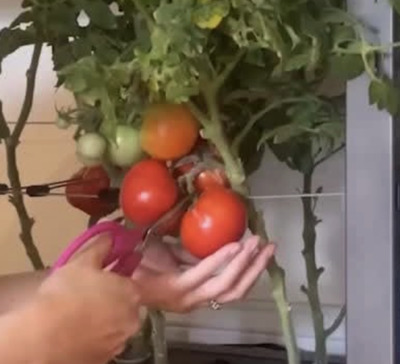 Beginner-Friendly-Indoor-Hydroponic-Garden-Creative-Indoor-Gardening