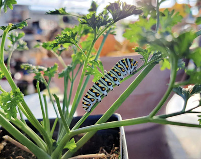 Butterfly-Habitat-Indoor-Garden-to-Attract-Kids-Creative-Indoor-Gardening