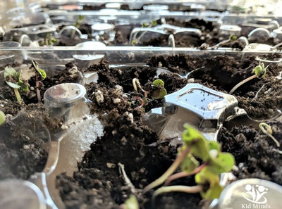 Seed-Germination-in-One-Day-Creative-Indoor-Gardening