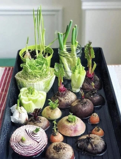 Windowsill-Veggie-Scrap-Garden-Creative-Indoor-Gardening