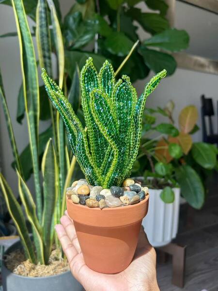 Beaded-Snake-Plant-Sansevieria