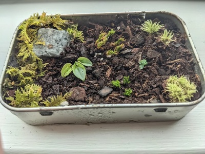 Altoid-Tin-Crafts-Mini-Planter