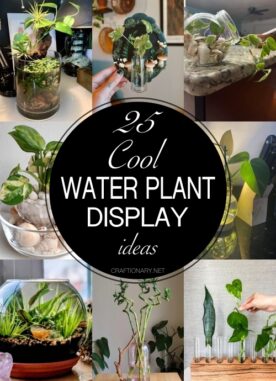 25 Cool Water Plant Display Ideas to Instantly Elevate Your Space