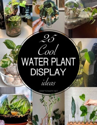 25 Cool Water Plant Display Ideas to Instantly Elevate Your Space