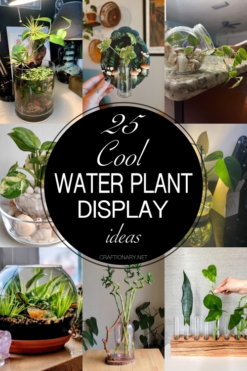 25-cool-water-plant-display-ideas