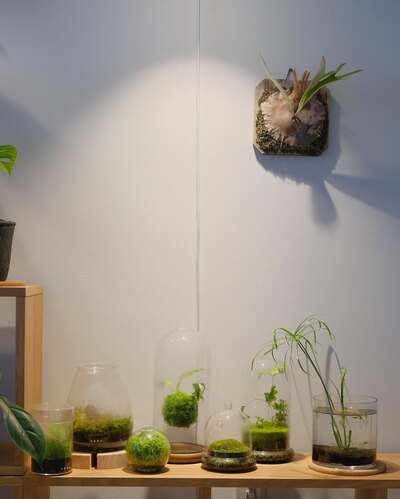 Minimal-Scandinavian-shelf-styling-air-water-plants