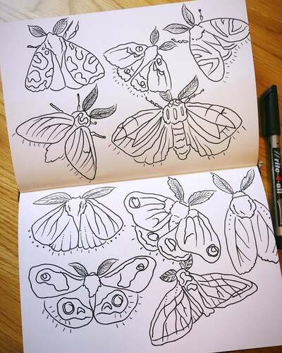 animal-line-art-moth-illustrations