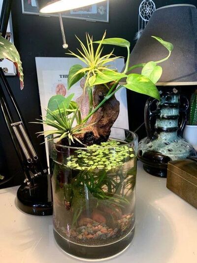 driftwood-water-plant-display