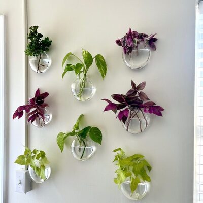 glass-domes-water-plant-display-on-the-wall