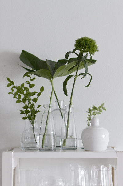 glass-vase-single-stem-water-plant-display