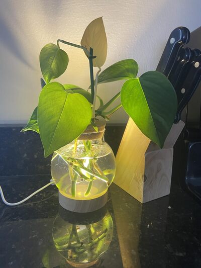 illuminated-led-lighted-water-planter-cute